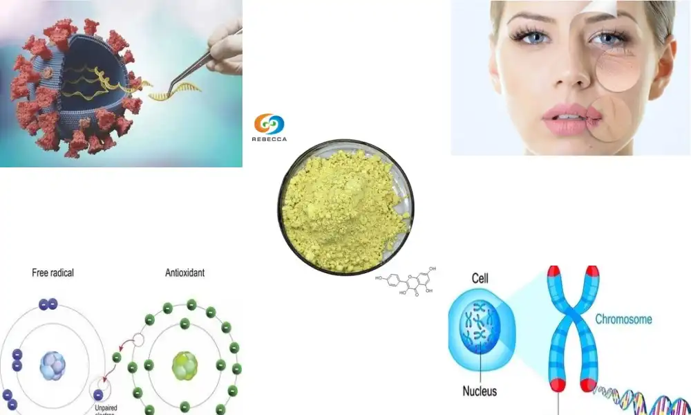 What is the difference between quercetin and kaempferol?